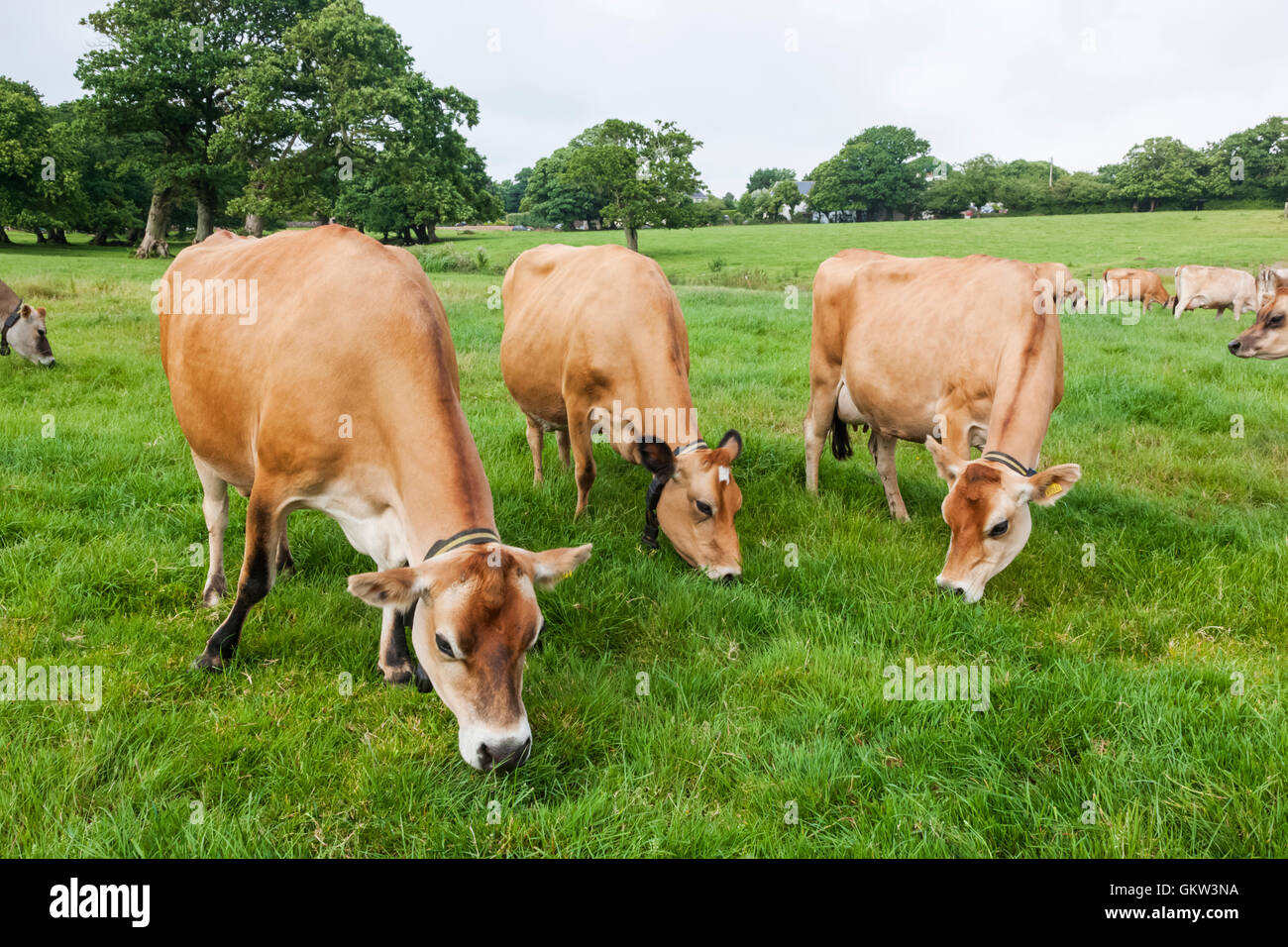 Uk jersey cow hi-res stock photography and images - Alamy