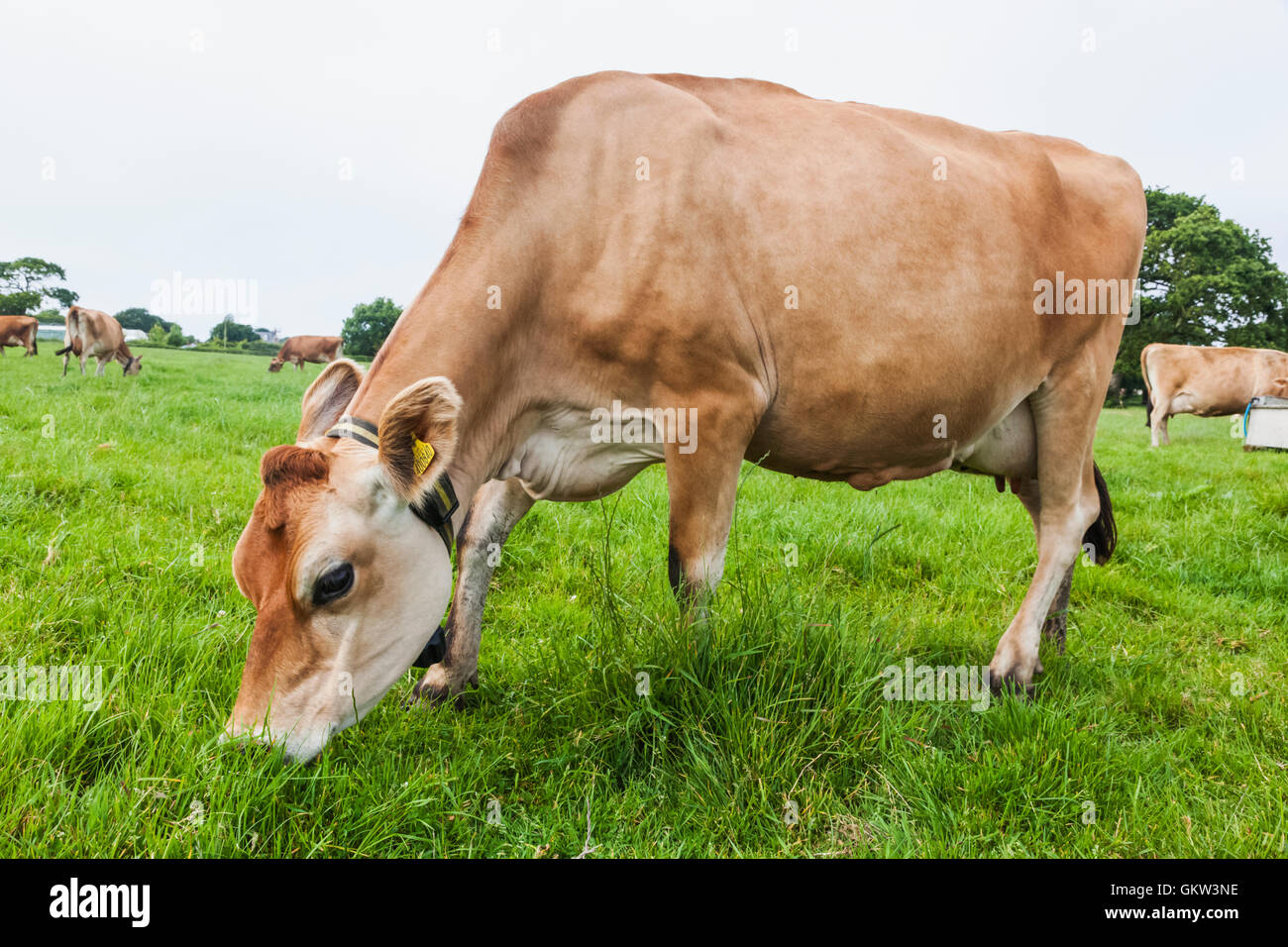 Jersey cow uk hi-res stock photography and images - Alamy