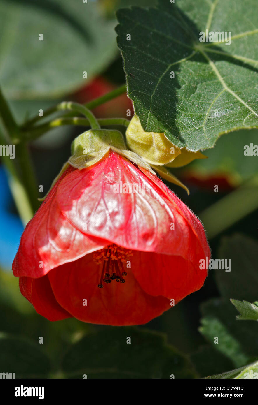 Red Abutilon (Chinese Lantern) Flower Stock Photo