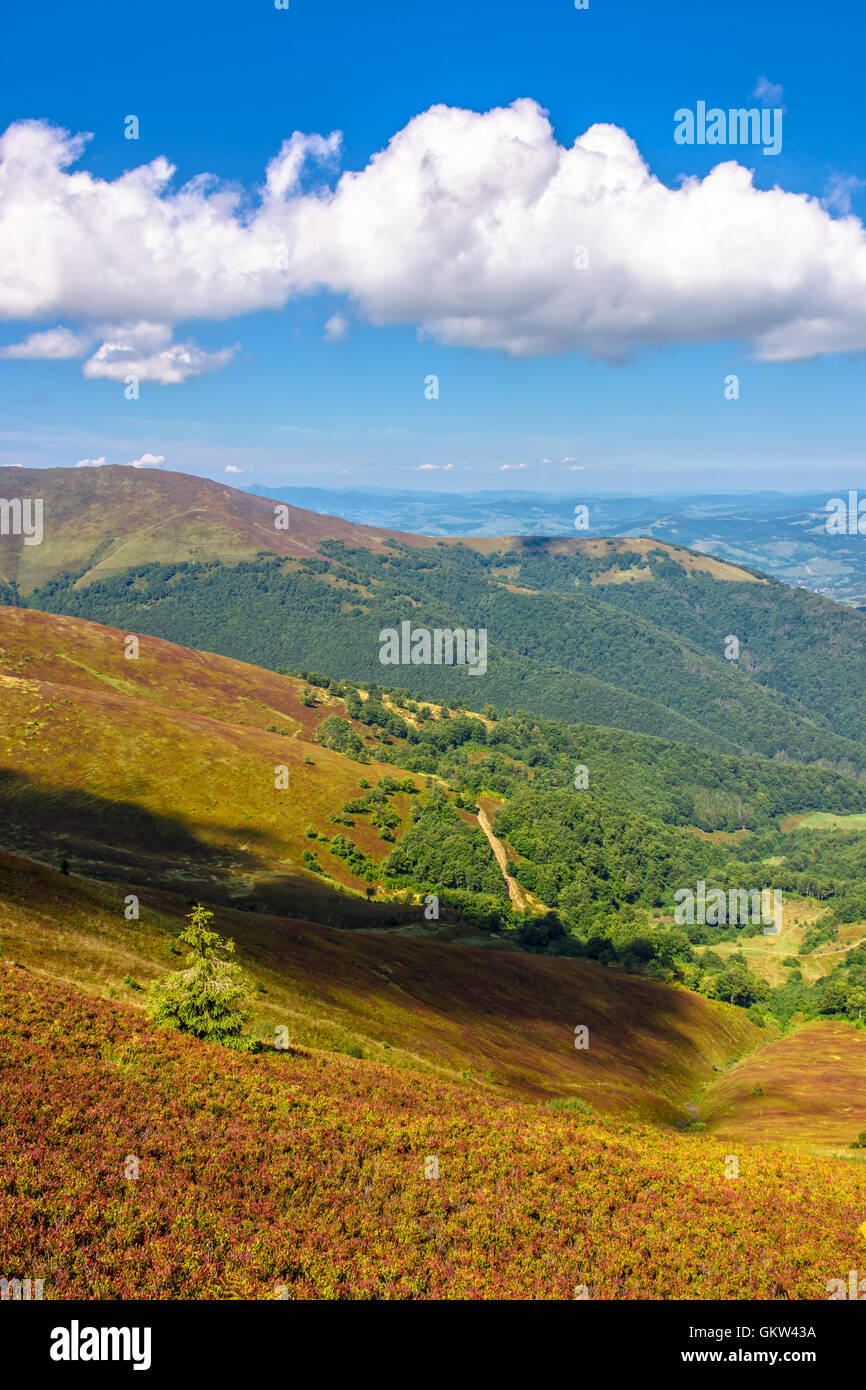mountain landscape with spruce forest on hillside meadow under the cloud on a blue summer sky Stock Photo