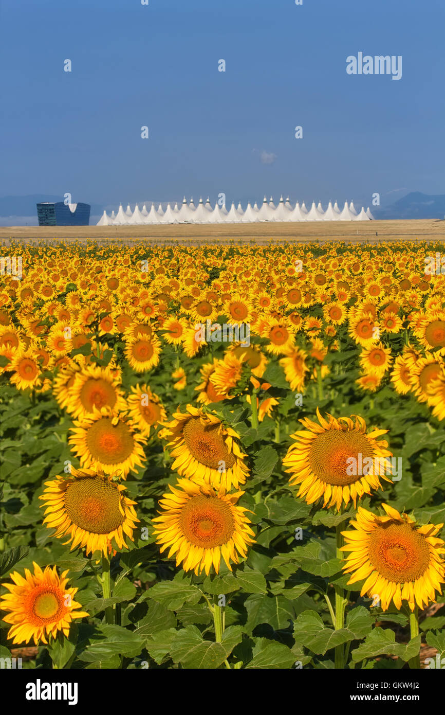 Every year fields of sunflowers grow east of DIA or Denver International Airport Stock Photo