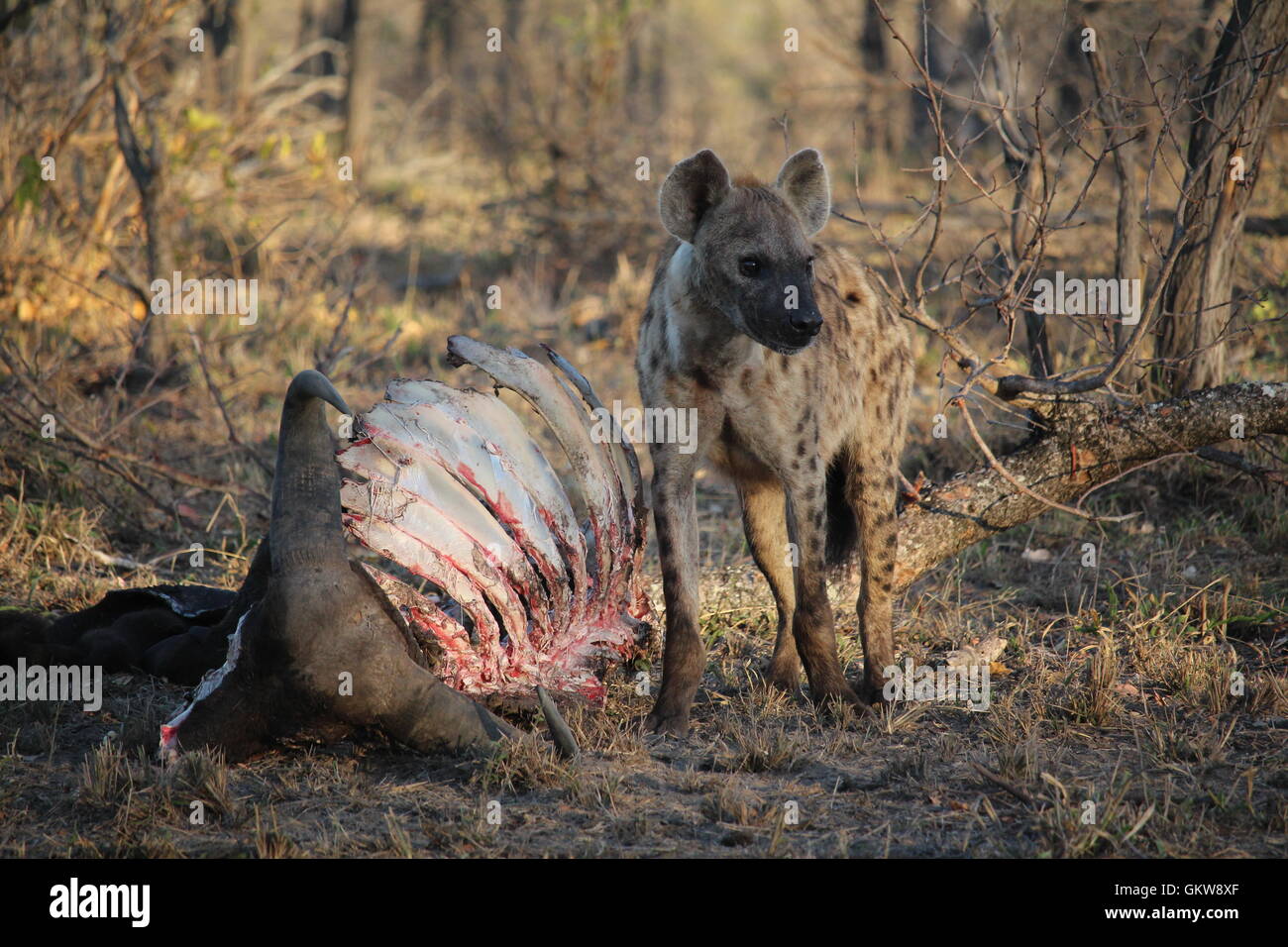 african hyena defending its kill Stock Photo