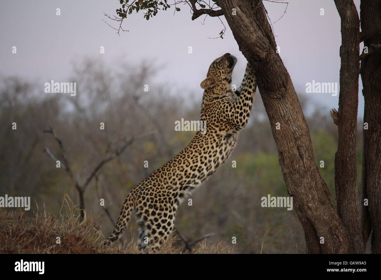 leopard and a tree Stock Photo - Alamy