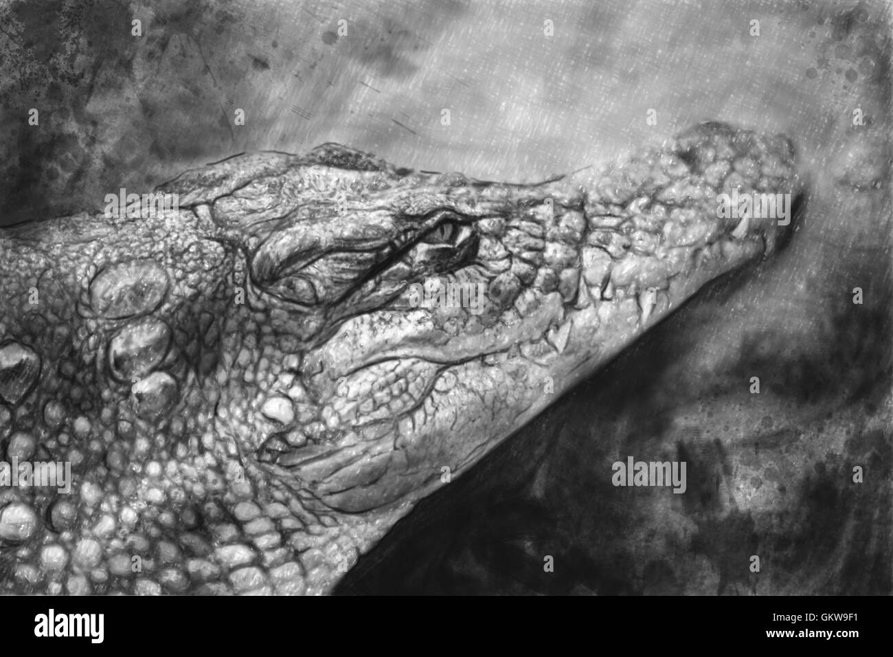 Artistic portrait of a Crocodile made with pencil Stock Photo