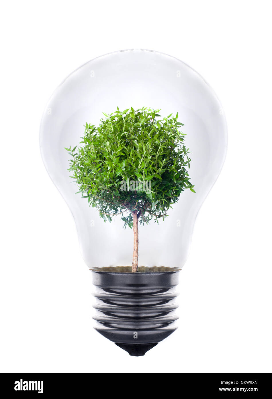 Green eco energy concept, plant growing inside the light bulb Stock ...