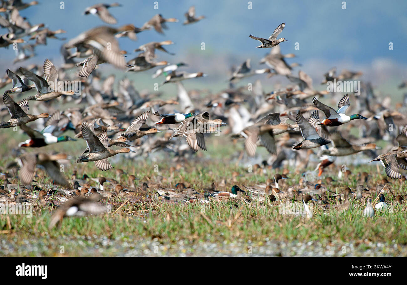 The image of Flock of Mix migratory ducks in Keoladev national park, Bharatpur, India Stock Photo