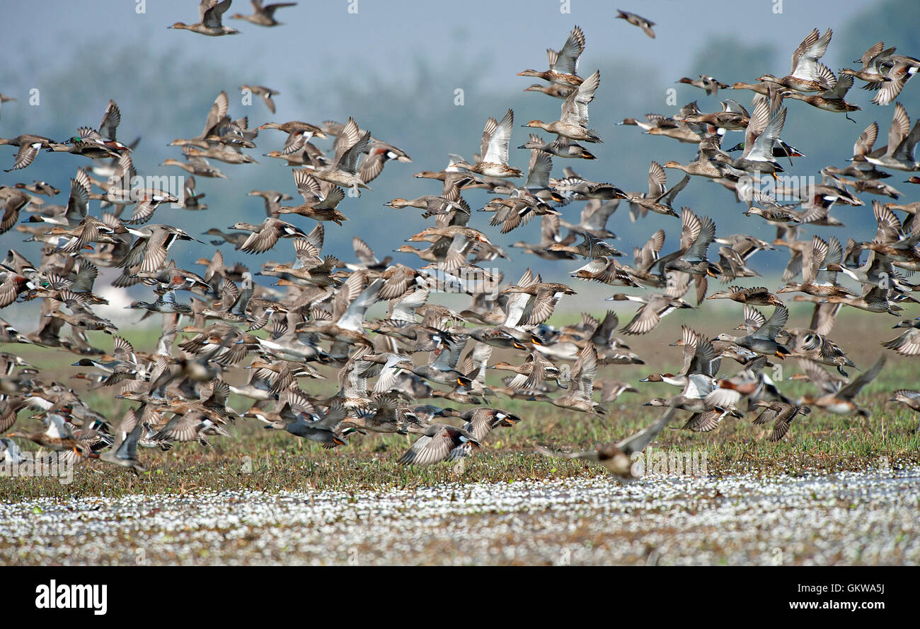 The image of Flock of Mix migratory ducks in Keoladev national park, Bharatpur, India Stock Photo