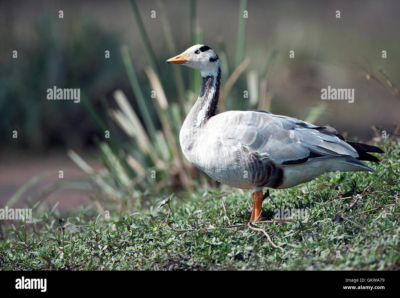 The image of Bar headed geese ( Anser indicus) Keoladev national park Birds migratory Bharatpur India Stock Photo