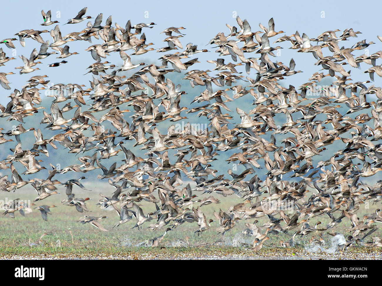The image of Flock of Mix migratory ducks in Keoladev national park, Bharatpur, India Stock Photo