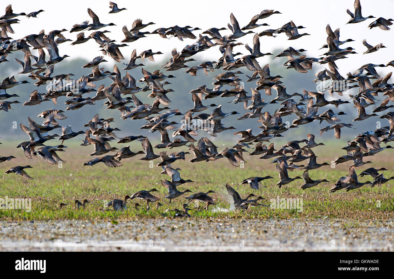 The image of Flock of Mix migratory ducks in Keoladev national park, Bharatpur, India Stock Photo