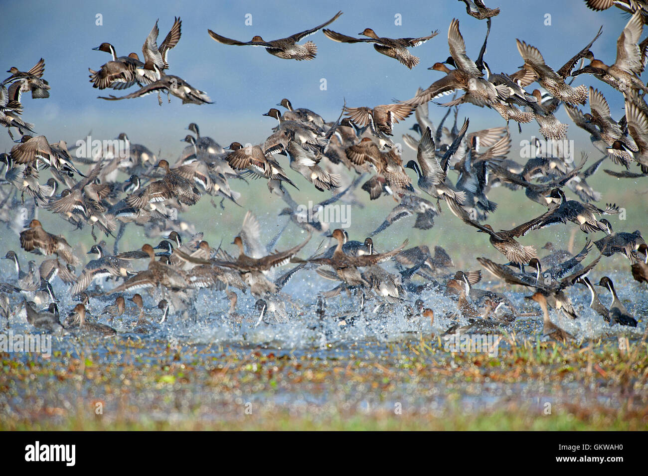 The image of Flock of Mix migratory ducks in Keoladev national park, Bharatpur, India Stock Photo
