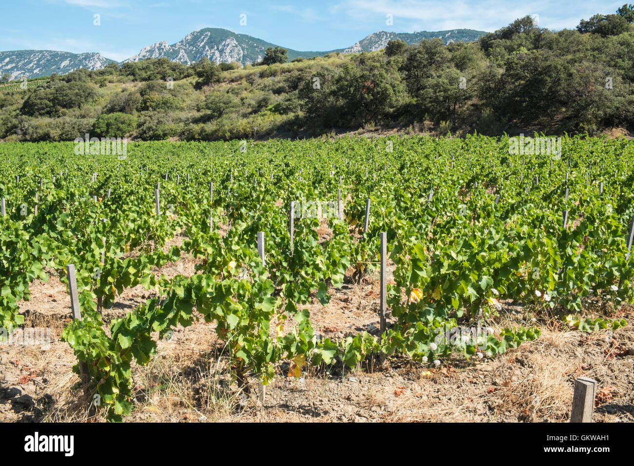 Grapes growing in famed Maury wine growing region in Roussillon wine region of France Stock