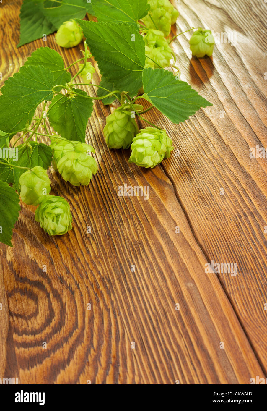 Hop plant on a wooden table Stock Photo