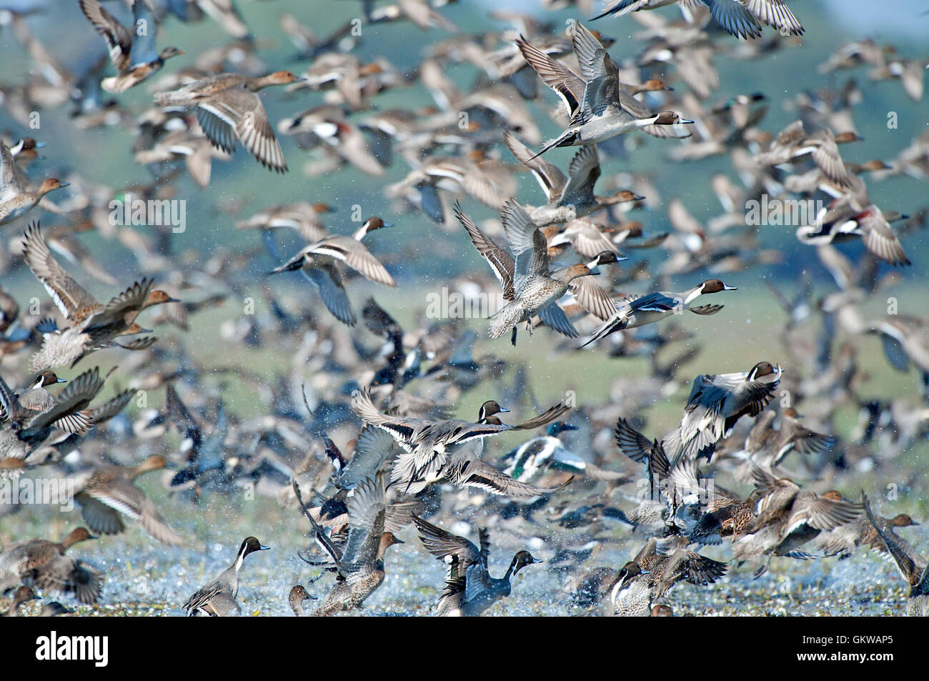 Flock of Mix migratory ducks in Keoladev national park, Bharatpur, India Stock Photo