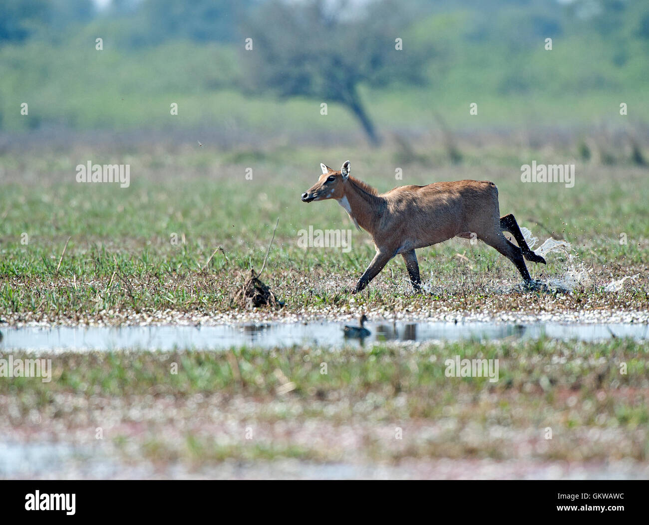 The image of Nilgai ( Boselaphus tragocamelus) the antelope in Keoladev national park, Bharatpur, India Stock Photo