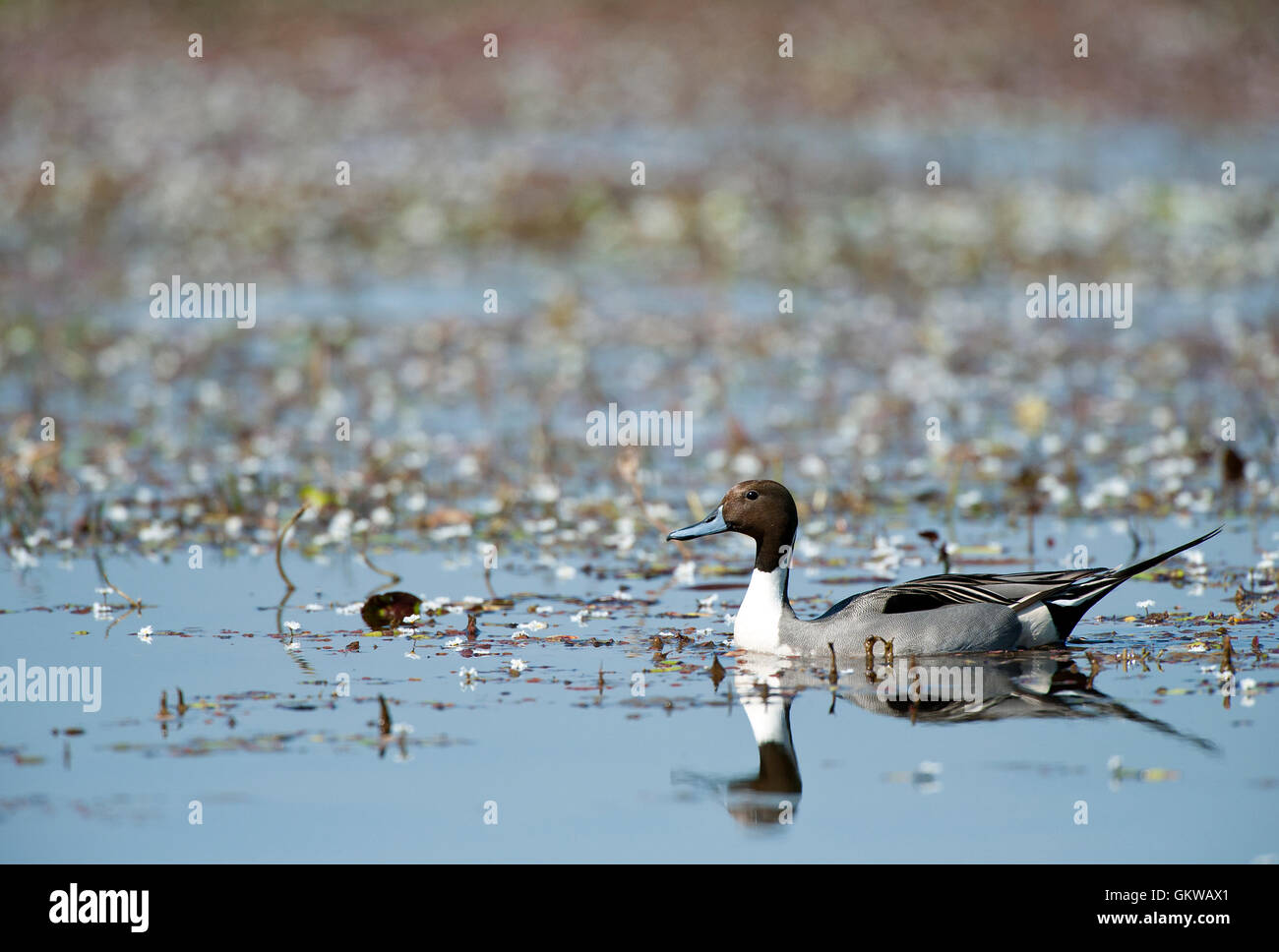 The image of  Northern Pintail ( Anas acuta) in Keoladev national park, Bharatpur, India Stock Photo