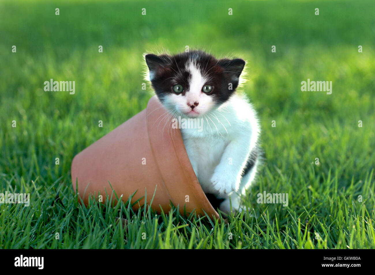 Little Kitten Outdoors in Natural Light Stock Photo - Alamy