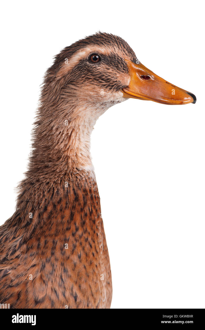 Domestic duck Stock Photo