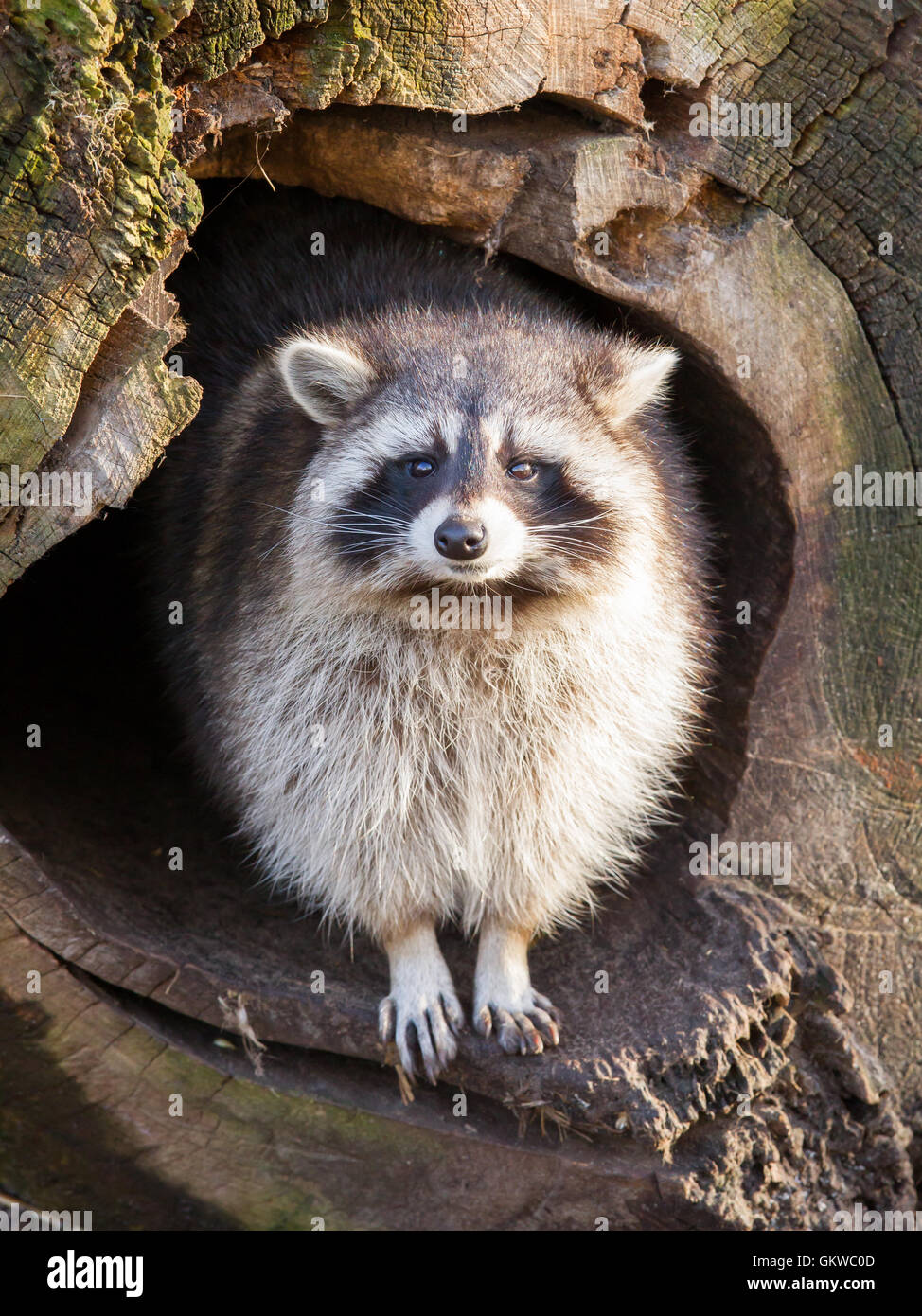 Raccoon nest hi-res stock photography and images - Alamy