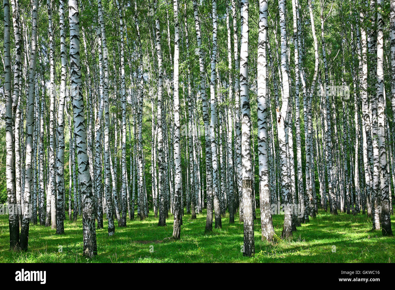 Summer birch grove in sunlight Stock Photo