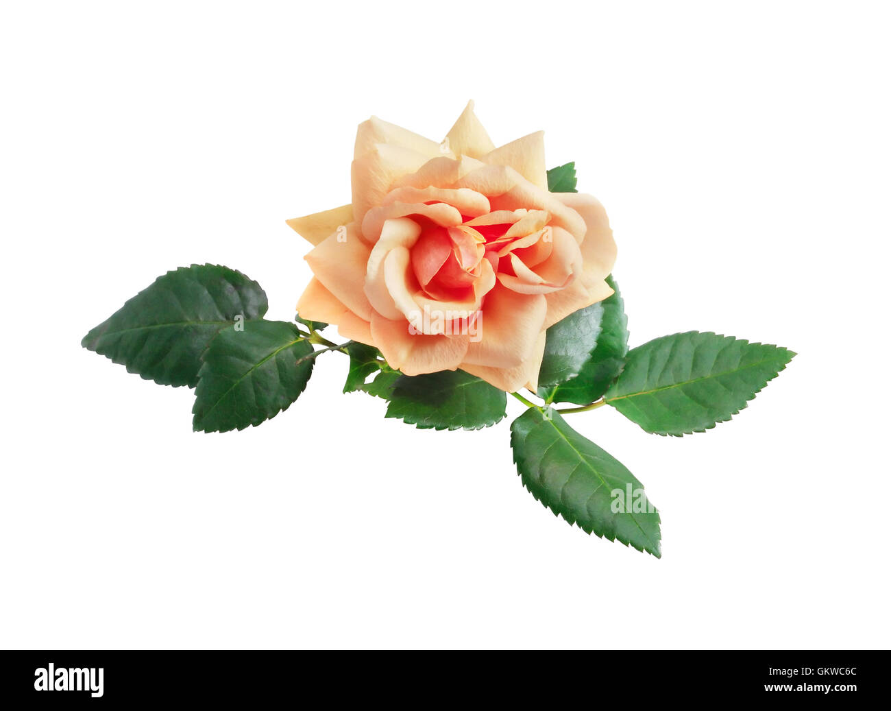 Rose On White Stock Photo