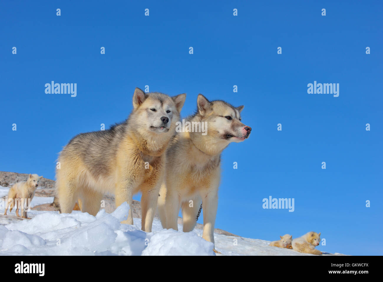 Greenland sled dogs relaxing on iced field Stock Photo