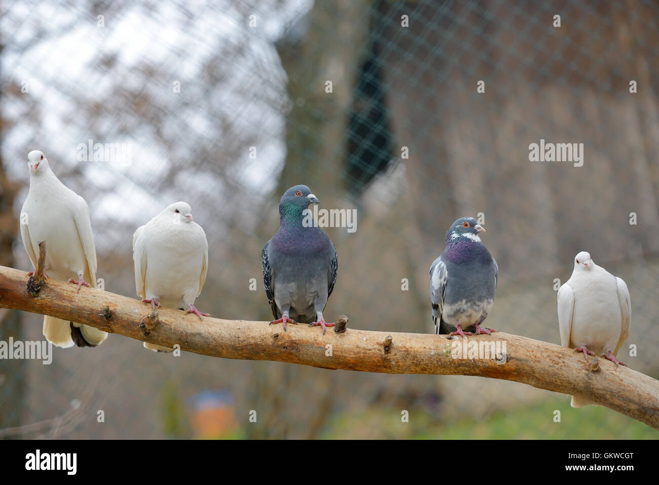 pigeons sit on a tree branch Stock Photo