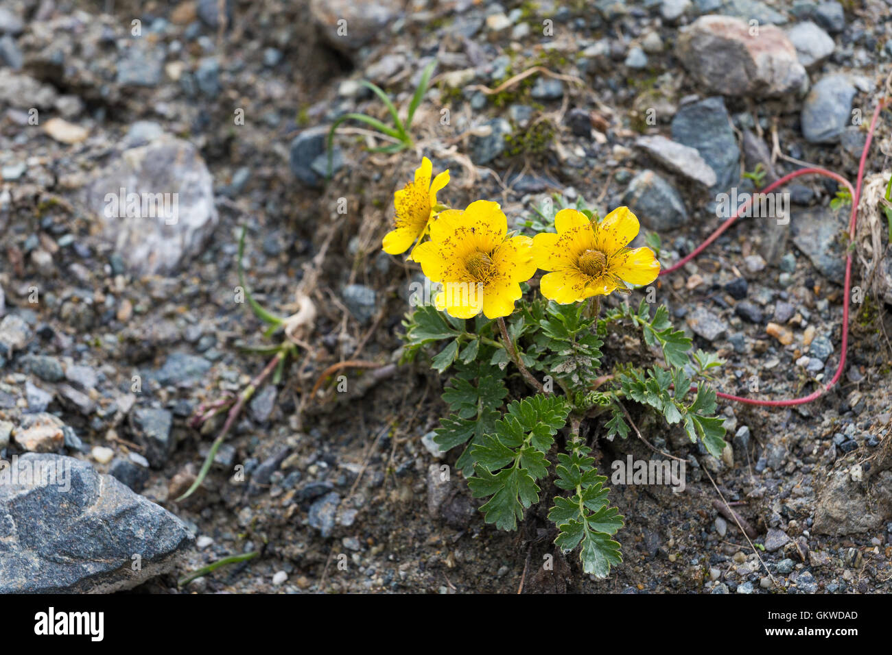 Geum reptans. Sieversia reptans. Ambretta strisciante. Stock Photo