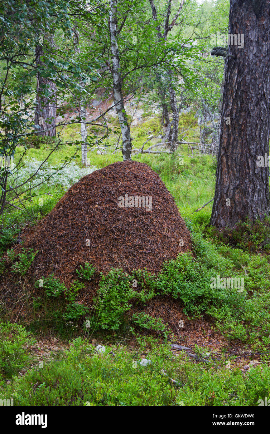 Big ant mound in forest between Blueberry plants Stock Photo