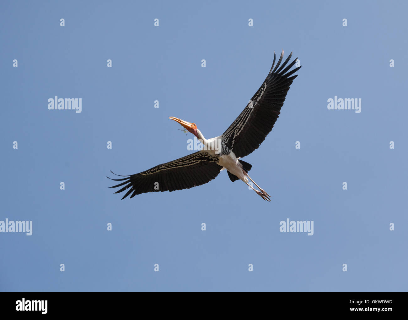 Painted stork (mycteria,leucocephala) in the air. Stock Photo