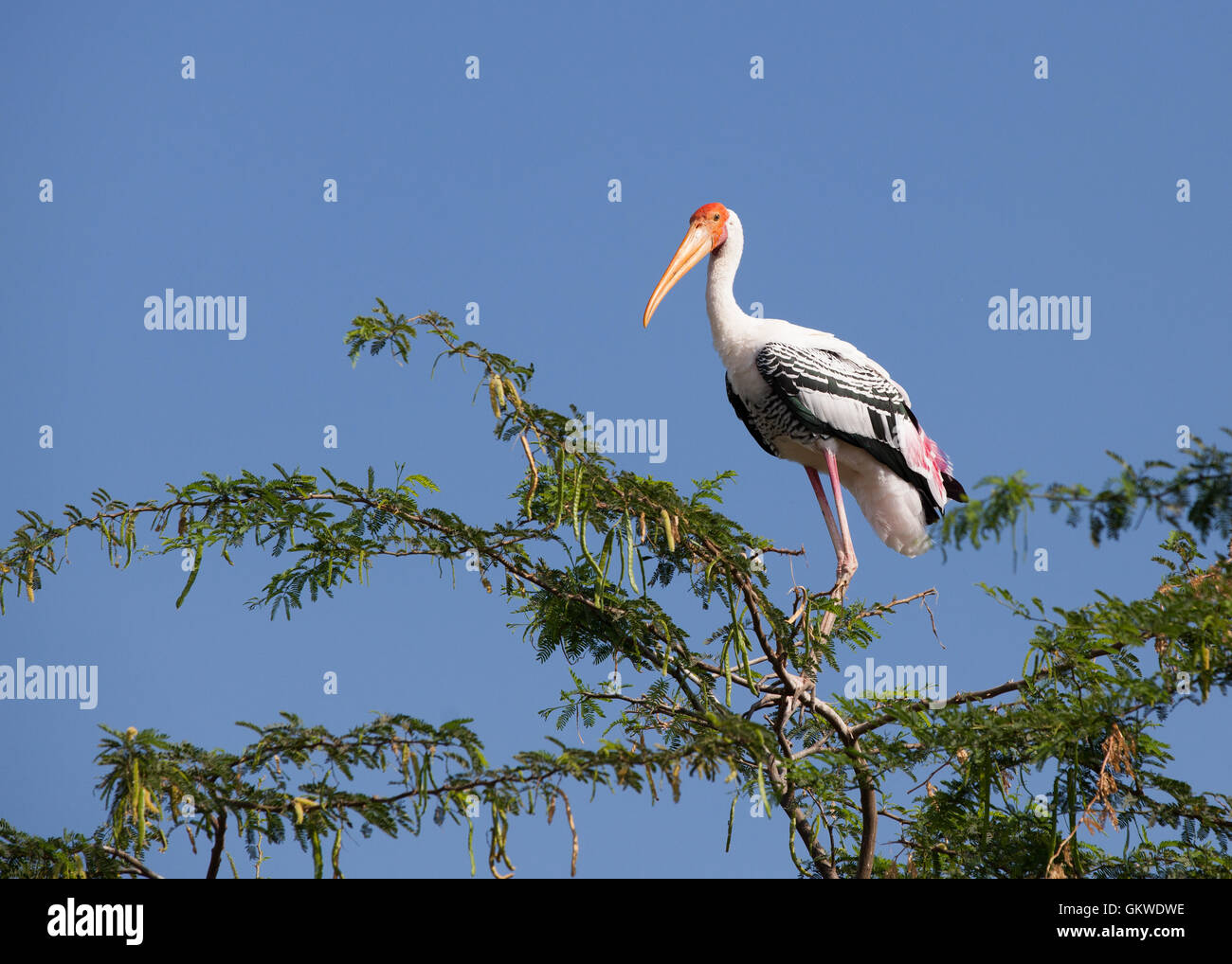 Stork in tree hi-res stock photography and images - Alamy