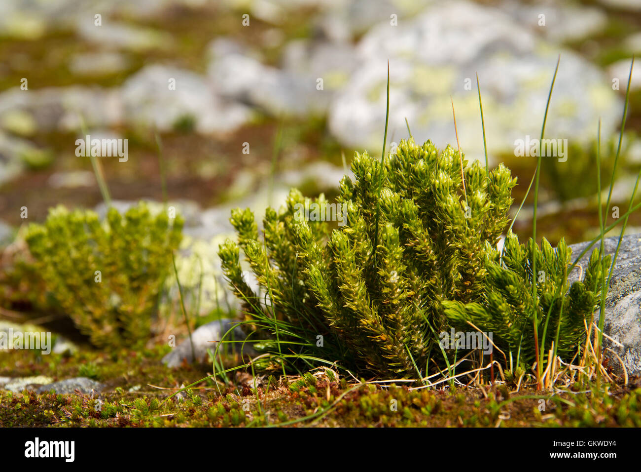 Stag's-horn clubmoss (Lycopodium clavatum) also known as Wolf-paw clubmoss Stock Photo