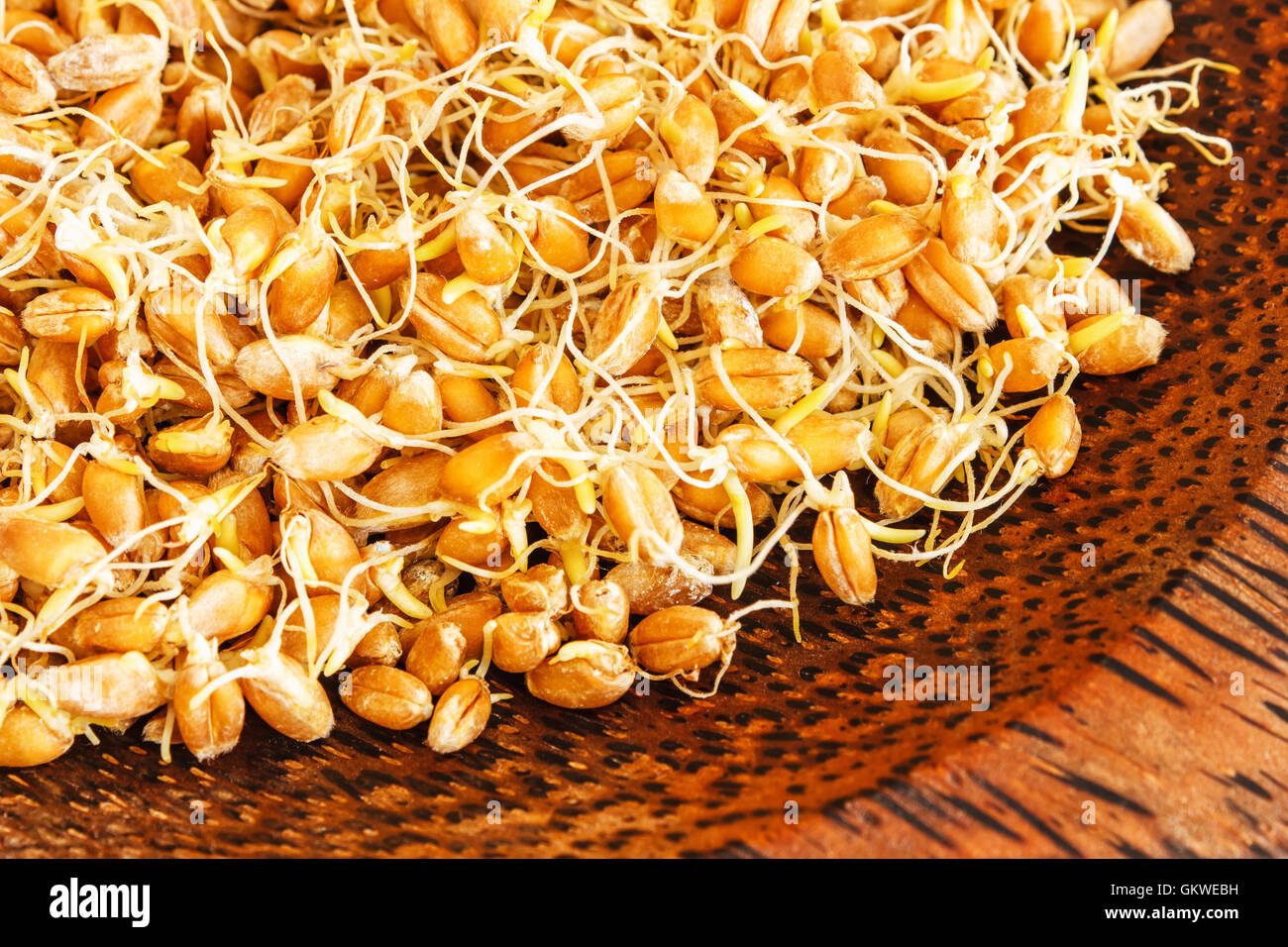 the grain sprouted wheat closeup Stock Photo Alamy