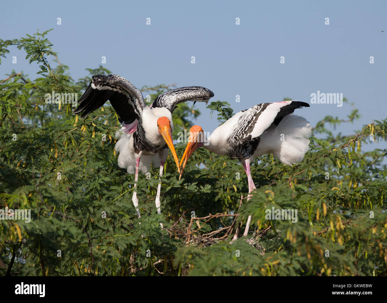 Pair of painted storks (mycteria,leucocephala) building a nest. Stock Photo