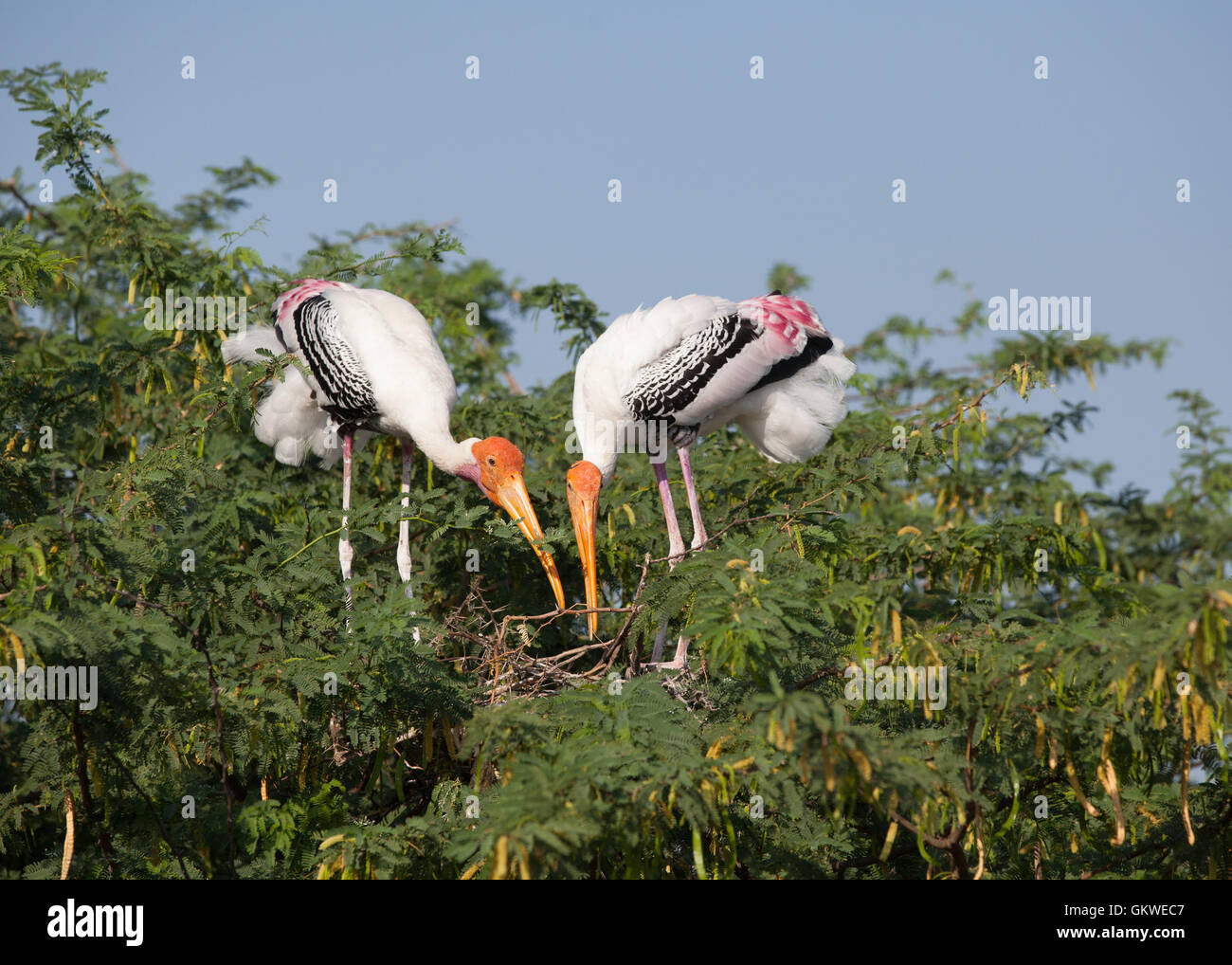 Pair of painted storks (mycteria,leucocephala) building a nest. Stock Photo