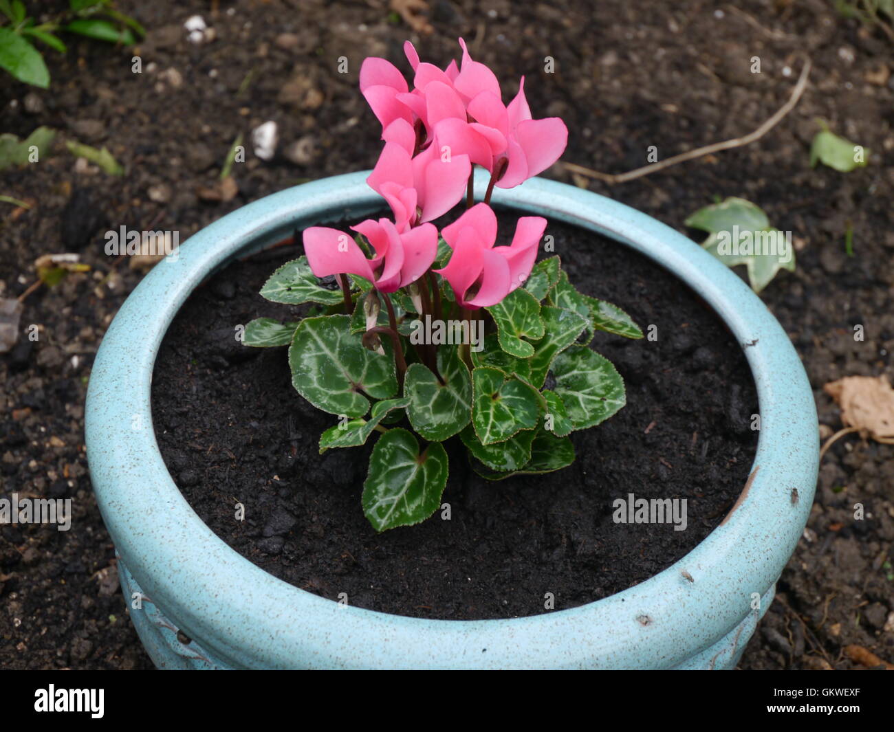 Cyclamen plant hi-res stock photography and images - Alamy