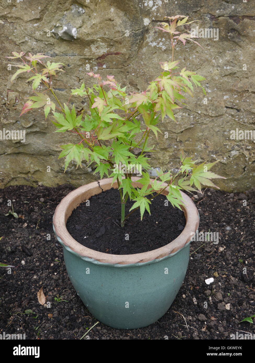 Small acer tree in a green pot Stock Photo