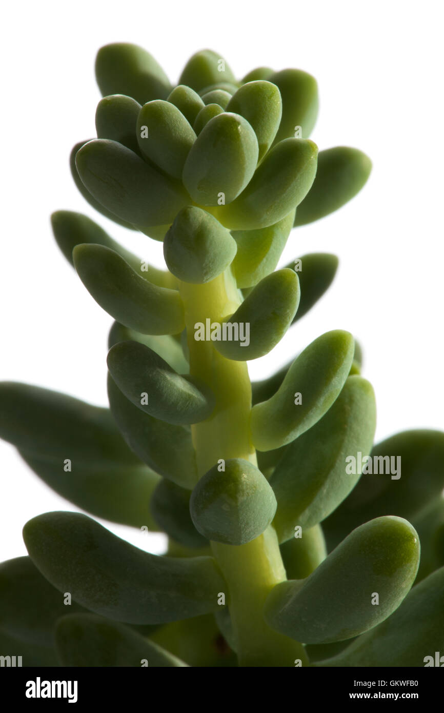 Indoor house plants hi-res stock photography and images - Alamy