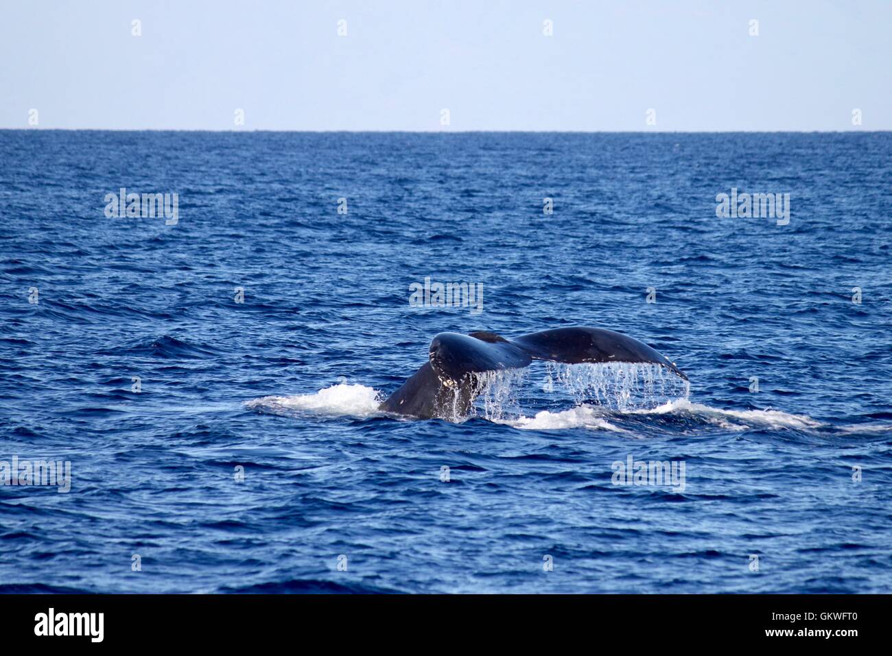 Humpback whale off the coast of hawaii Stock Photo - Alamy