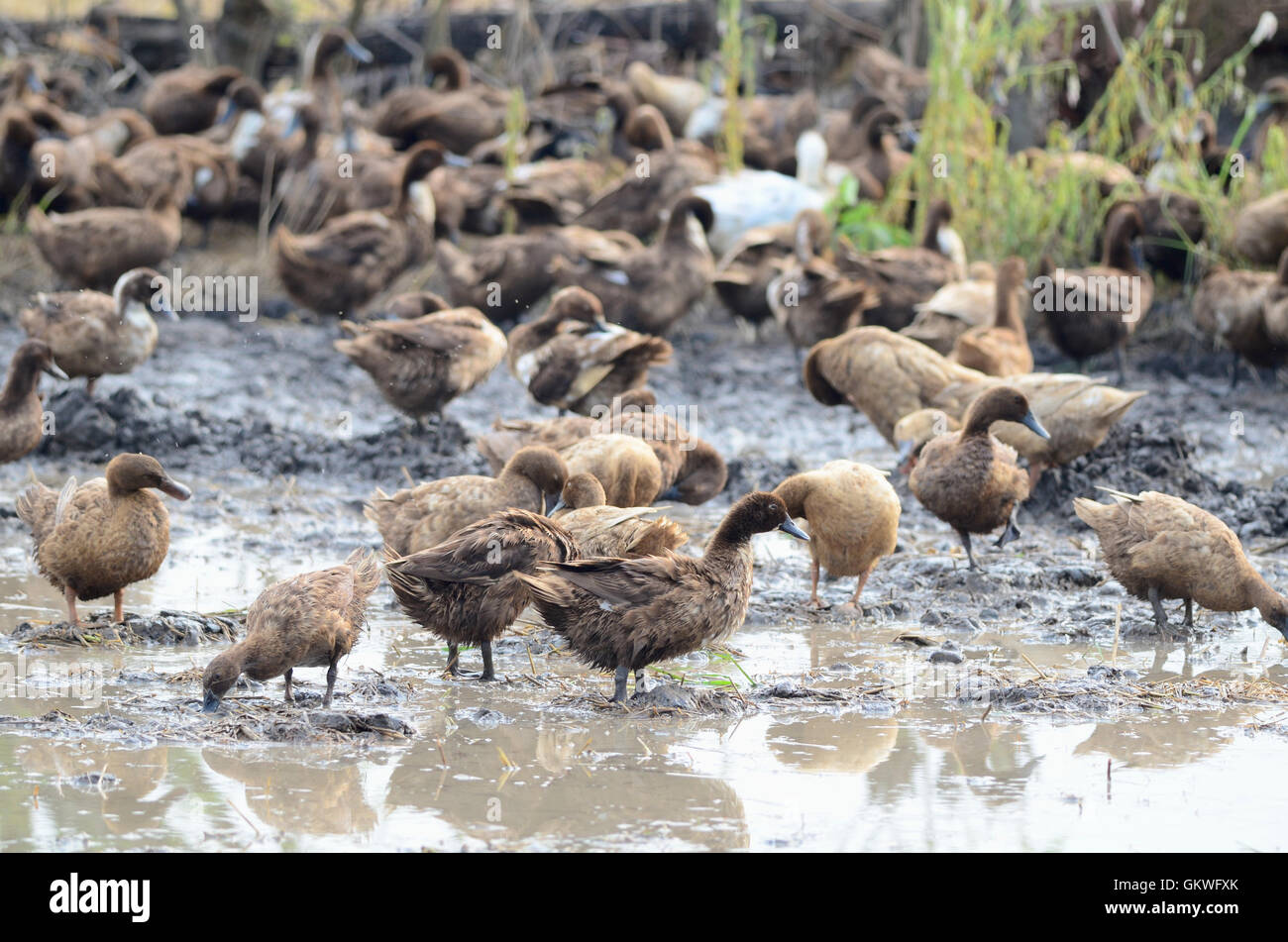 ducks feeding in mud Stock Photo Alamy