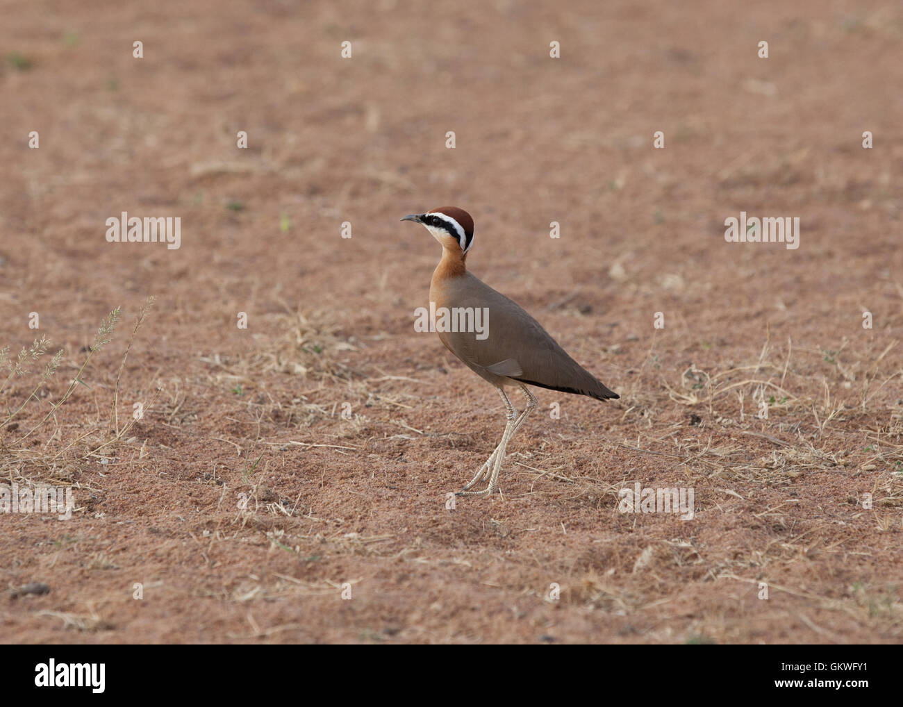 Indian Courser (Cursorius coromandelicus) in the Koonthankulam  Bird Sanctuary,India. Stock Photo
