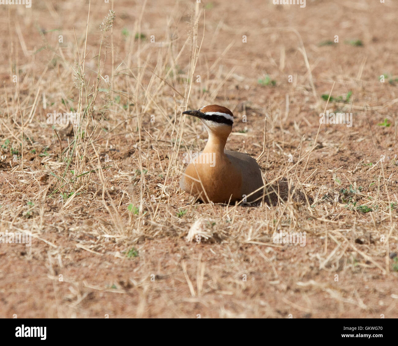 Indian Courser (Cursorius coromandelicus) in the Koonthankulam  Bird Sanctuary,India. Stock Photo
