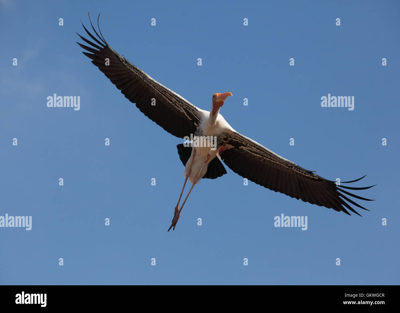 Painted stork (mycteria,leucocephala) in the air. Stock Photo