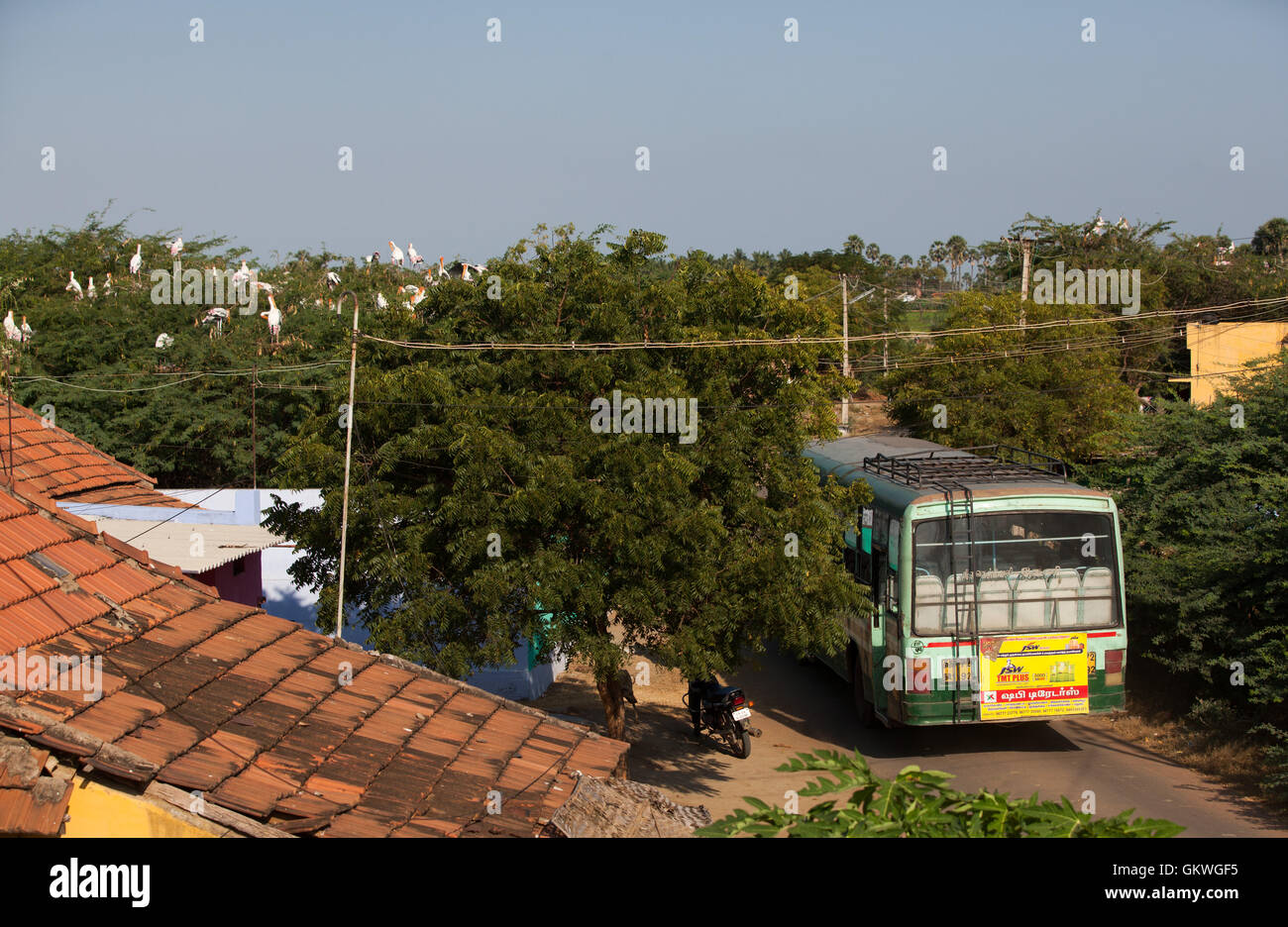 Painted storks sitting in the trees of Koonthankulam village,Tamil Nadu,India, Stock Photo