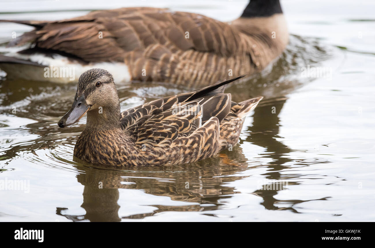 Female Mallard duck  (Anas platyrhynchos).  Canada Goose swims just behind on the Ottawa River. Stock Photo