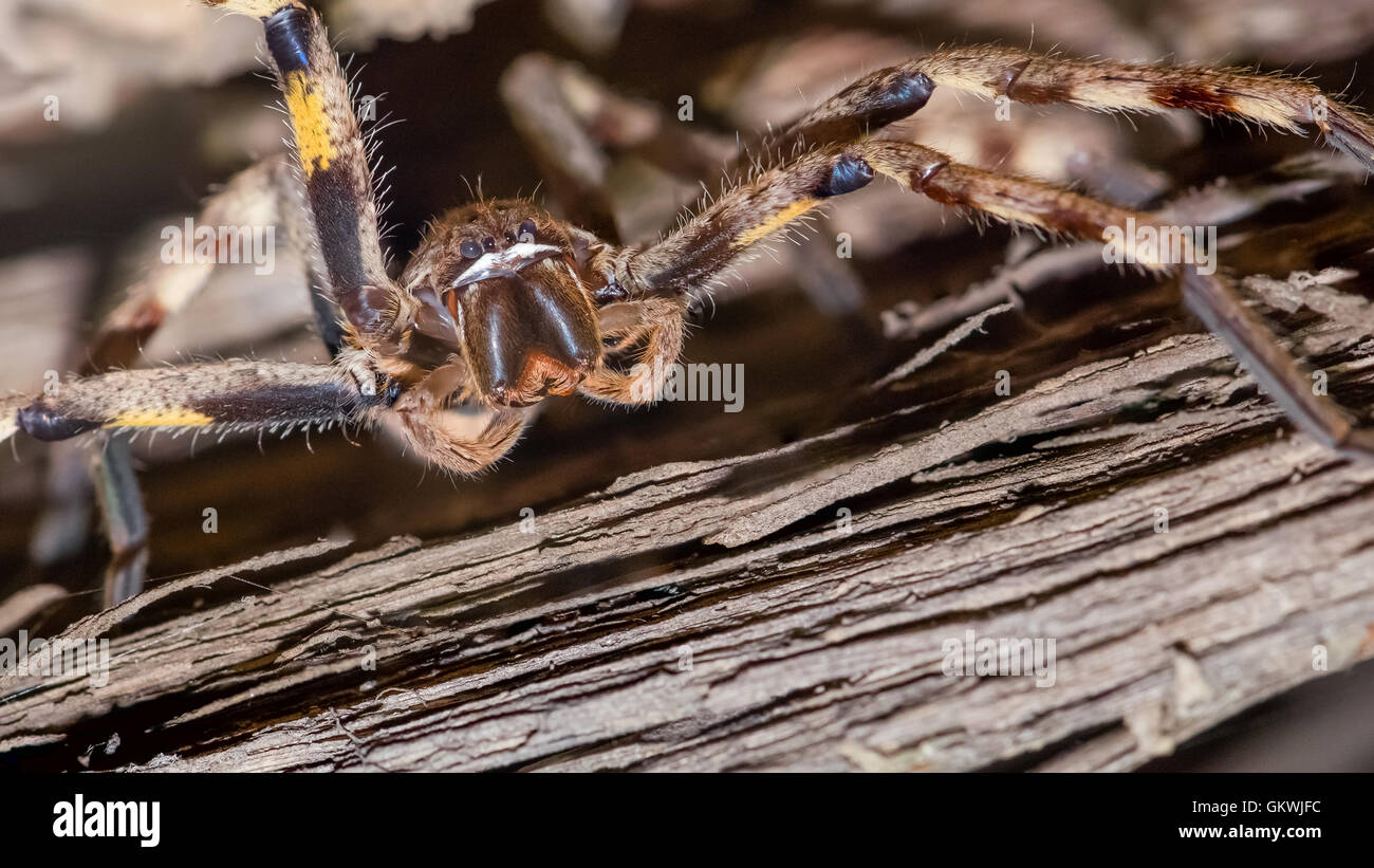 Large Male Palystes Superciliosus (aka Rain Spider). This one