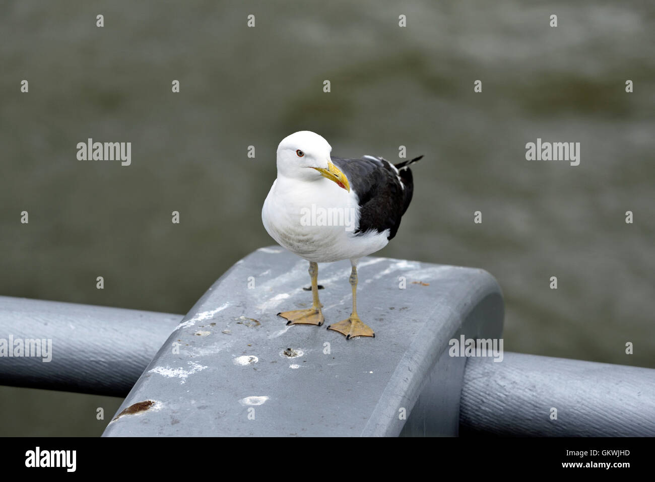 Lesser black-backed gull Larus fuscus on strut of Millennium Bridge Stock Photo