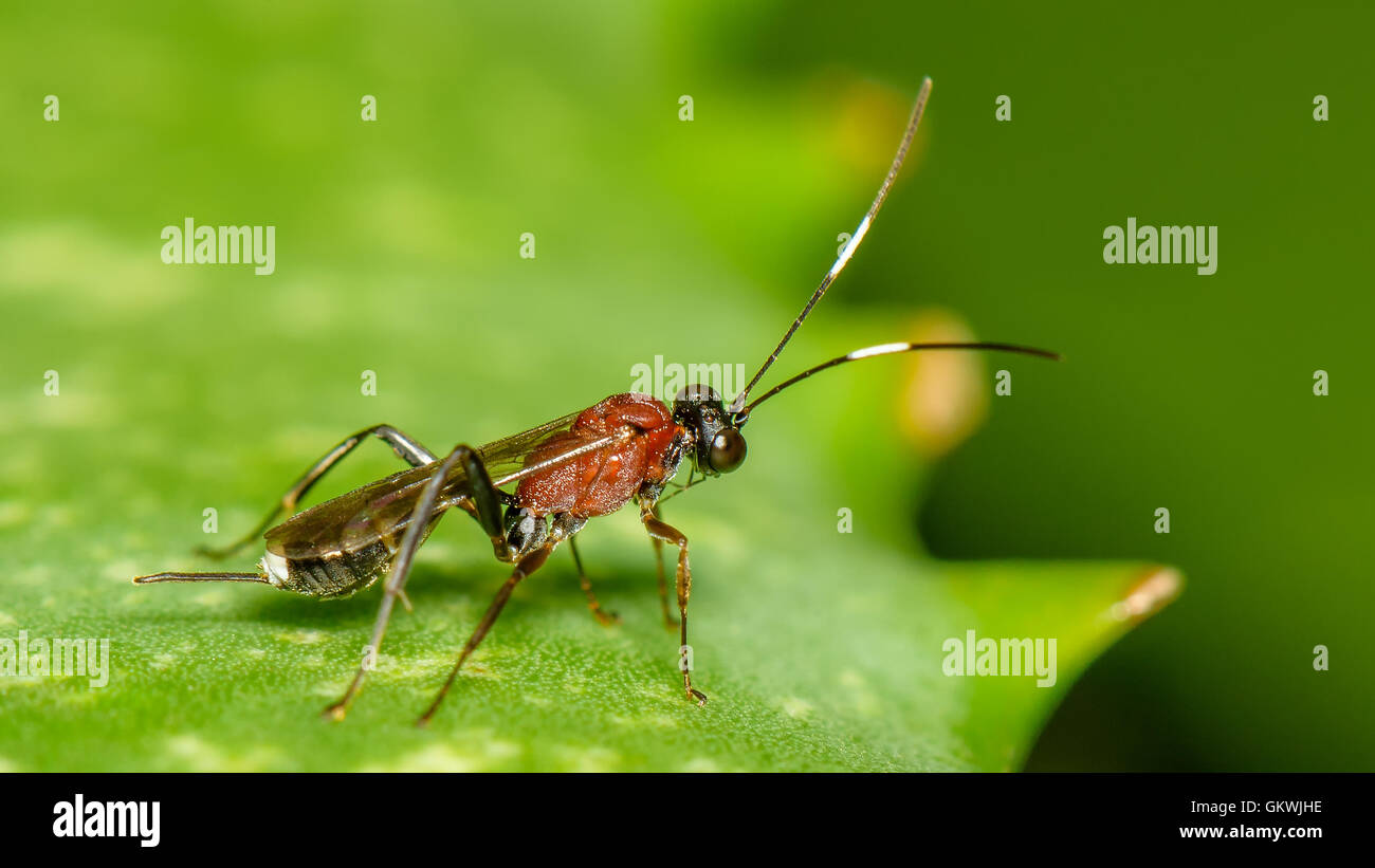 Small red parasitic wasp (unknown species) perched on an aloe branch. Stock Photo