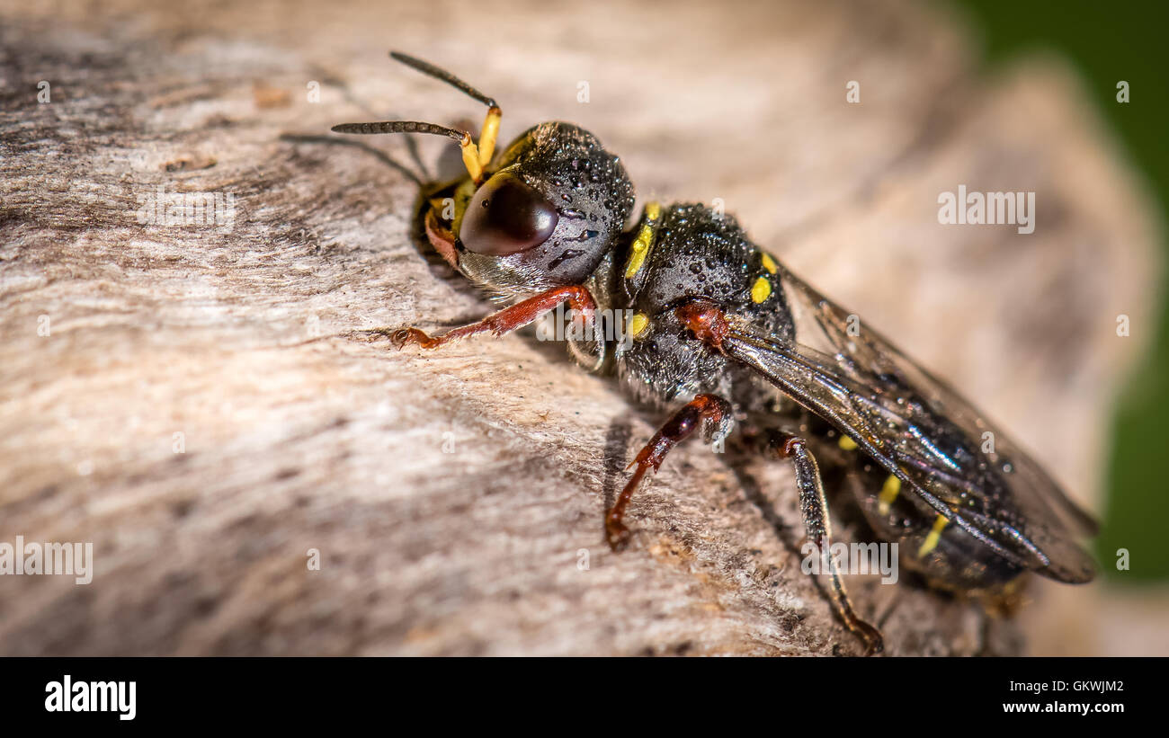 Parasitic wasp species hi-res stock photography and images - Alamy
