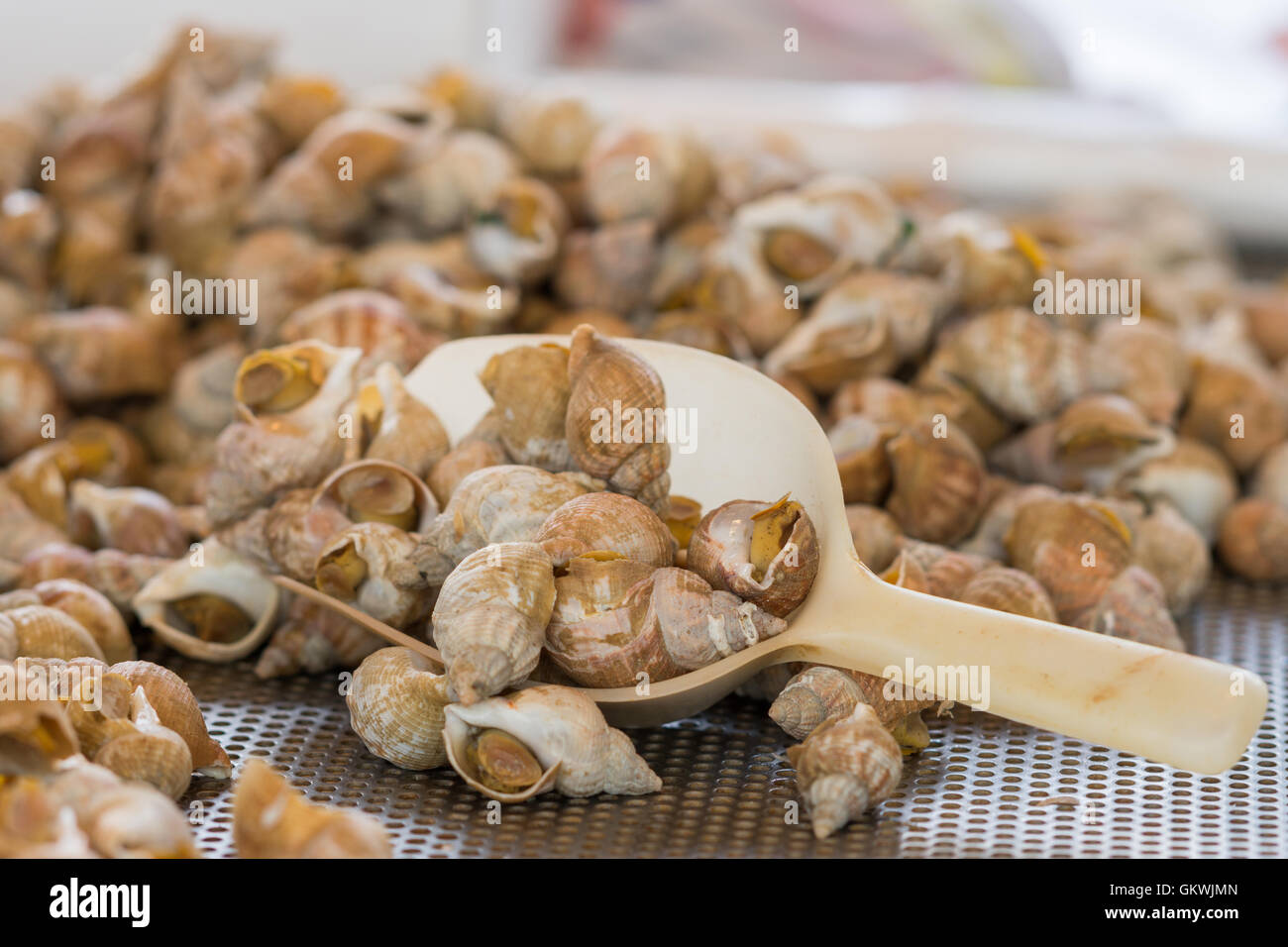 Heap of sea snails on sale Stock Photo Alamy